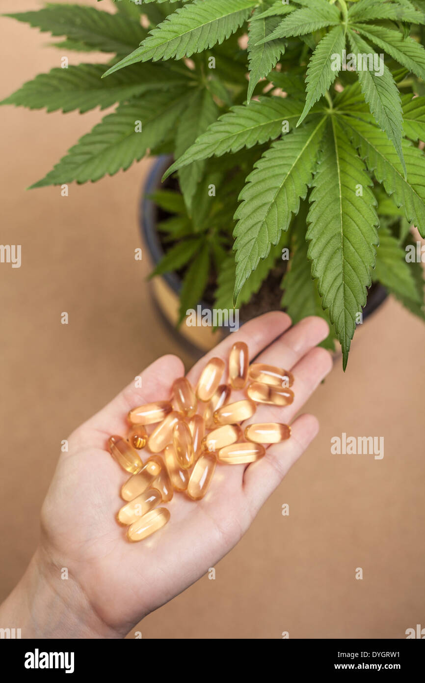 Plante de cannabis et la main avec les produits pharmaceutiques. Banque D'Images