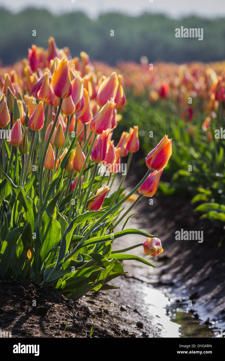 Grand tulip farm dans l'oregon avec de belles rangées de couleurs vives Banque D'Images