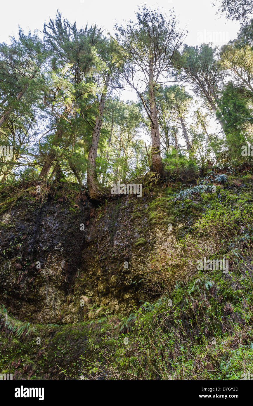 Les grands arbres en pleine croissant sur le bord d'une falaise près d'un sentier de randonnée dans l'Oregon Banque D'Images