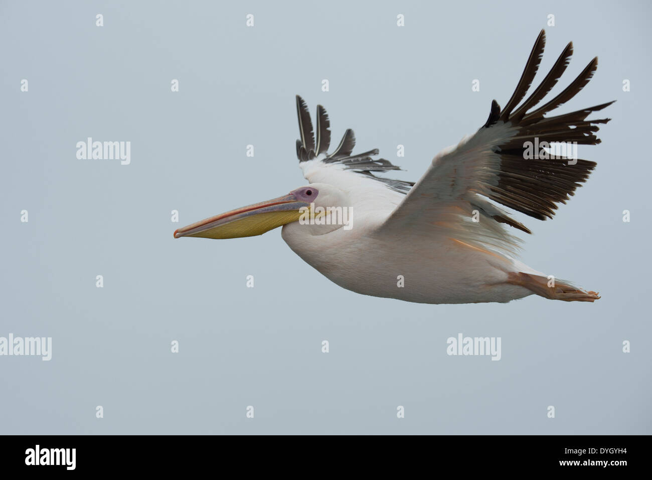 Grand Pélican blanc (Pelecanus onocrotalus) aussi connu sous le nom de Eastern White Pelican Pelican, Rosy. Walvis Bay, en Namibie. Banque D'Images