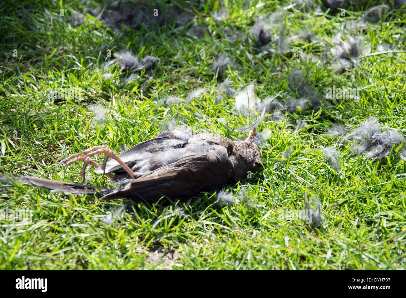 Oiseau mort Banque de photographies et d’images à haute résolution Alamy