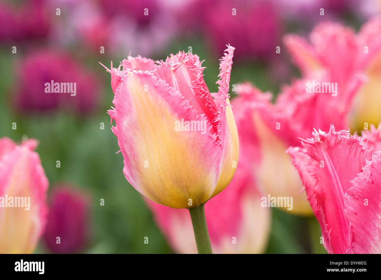Tulipa 'Auxerre' dans le jardin. Banque D'Images
