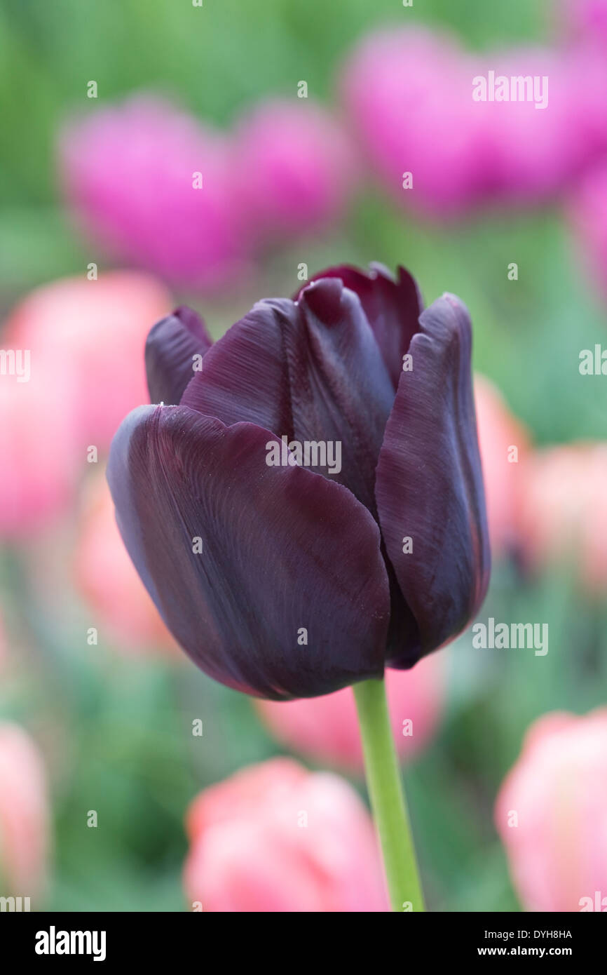 Tulipa 'Paul Scherer' dans le jardin. Banque D'Images