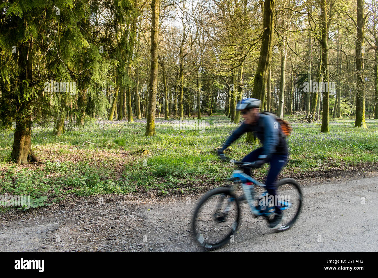 Bois Calvados Vaux Nr Salisbury Wiltshire UK 18 avril 2014 Profitez d'un cycliste .promenade en bois Calvados. Bois Calvados est l'un des plus grands terrains dans le sud de Wiltshire. Il est situé sur une crête de craie au-dessus de la rivière Wylye au sud du village de Vaux Banque D'Images