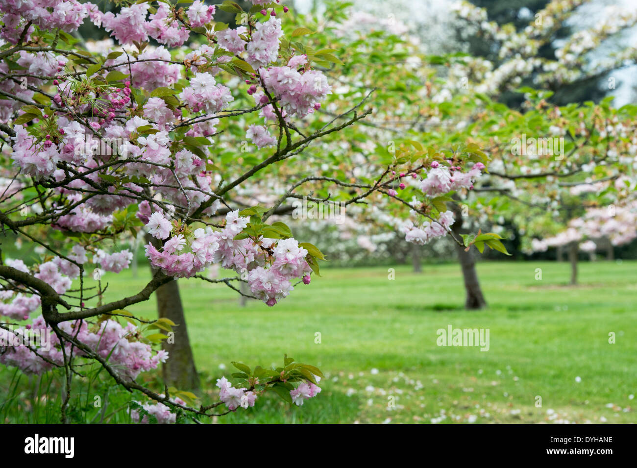 Rose Prunus la perfection. Cherry Blossom tree Banque D'Images