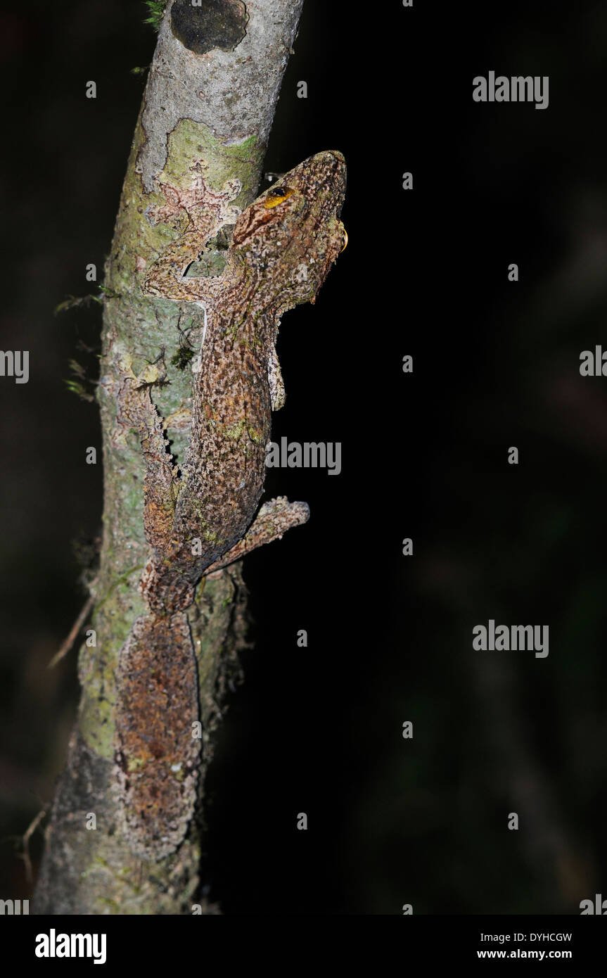 Gecko à queue de feuille moussus (Uroplatus sikorae), photographié de nuit. Banque D'Images