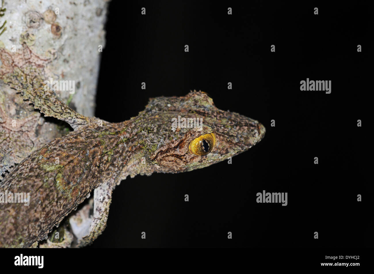 Gecko à queue de feuille moussus (Uroplatus sikorae), photographié de nuit. Banque D'Images