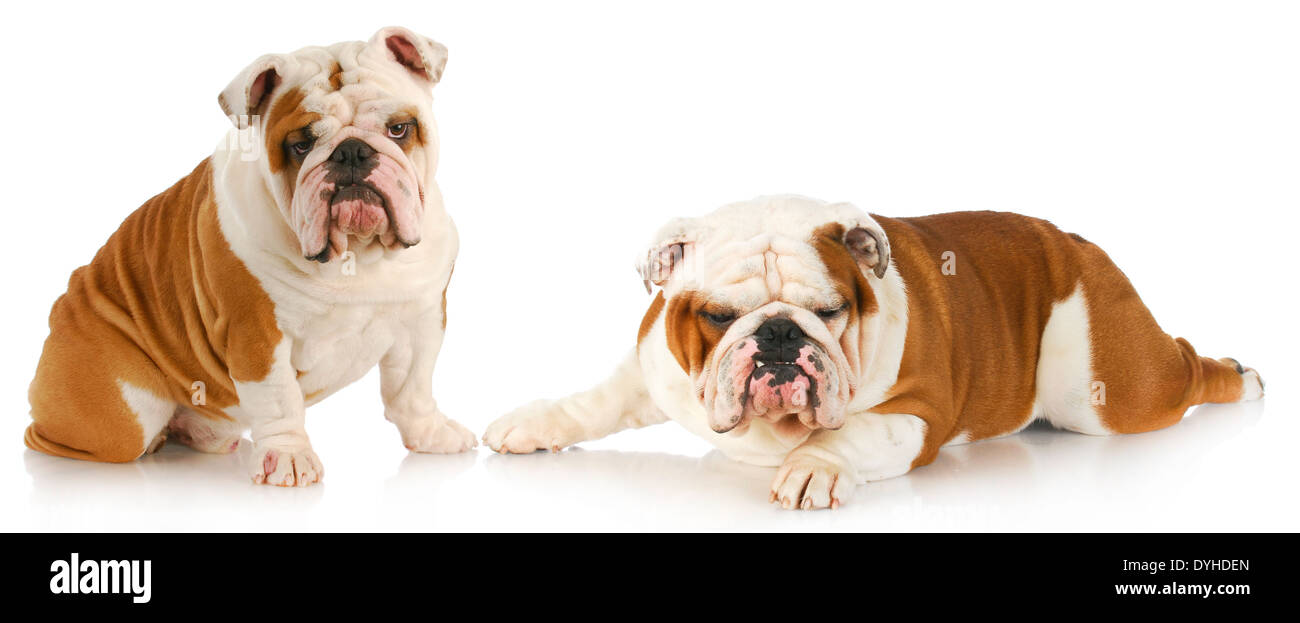 Combat de chiens - deux bulldogs anglais avec des expressions drôles sur fond blanc Banque D'Images