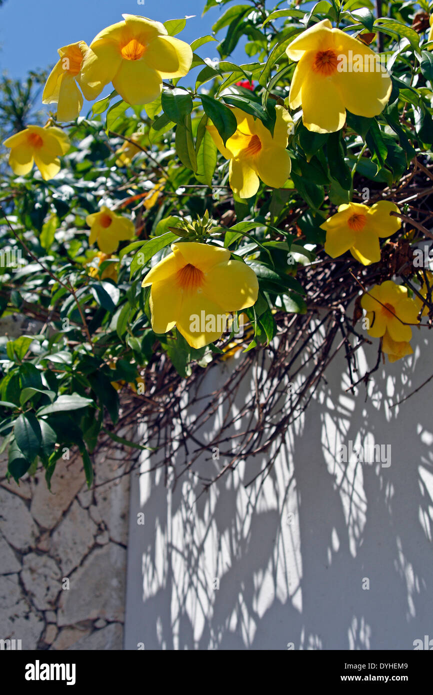 Isla Culebra Puerto Rico USA territoire Allamanda jaune fleurs sur le mur au-dessus de la vigne l'île des Caraïbes Banque D'Images