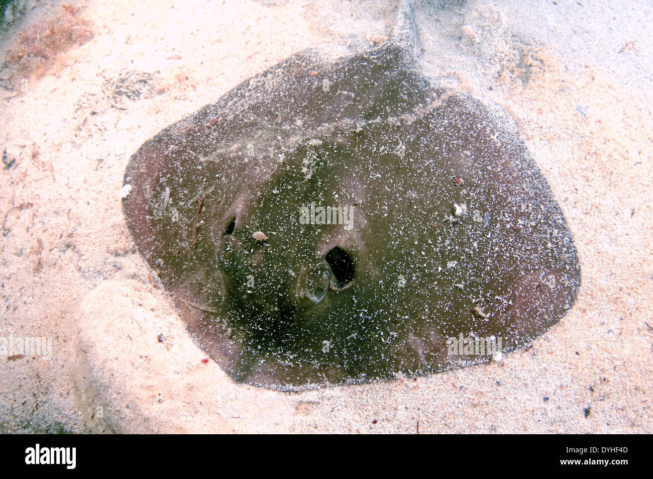 (Dasyatis pastinaca Pastenague commune) de la mer Noire, la Crimée, la Russie Banque D'Images