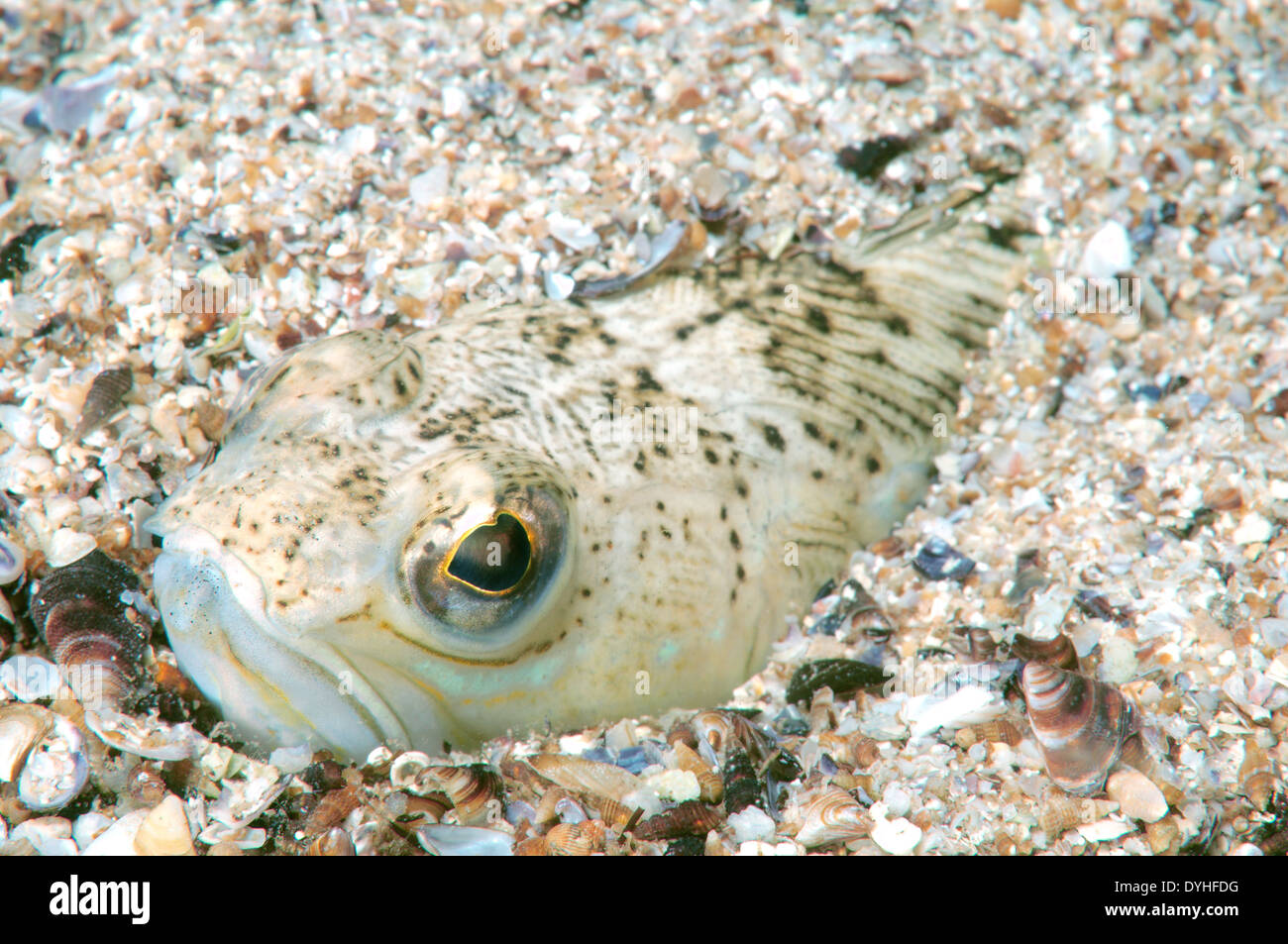 Plus grand poisson weever (Trachinus draco) Banque D'Images