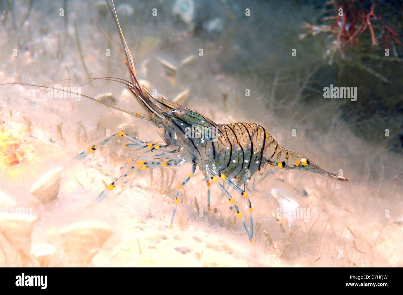 Rockpool crevettes ou crevettes Crevettes Rockpool (Palaemon elegans) Mer Noire, la Crimée, la Russie Banque D'Images