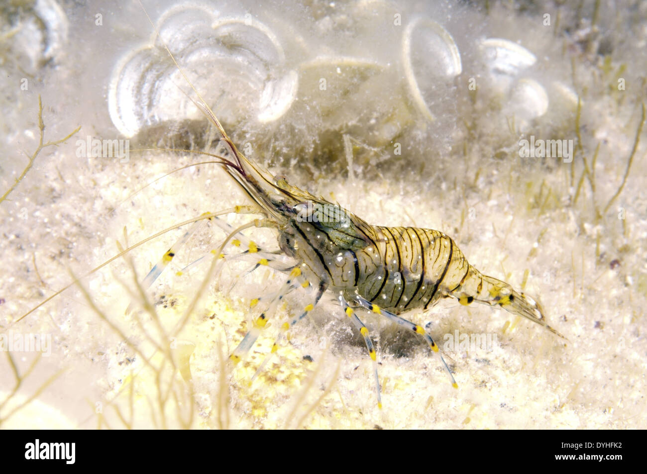 Rockpool crevettes ou crevettes Crevettes Rockpool (Palaemon elegans) Mer Noire, la Crimée, la Russie Banque D'Images
