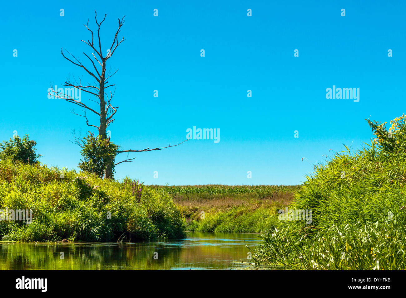 Arbre flétri sur la rivière Wkra, Pologne Banque D'Images