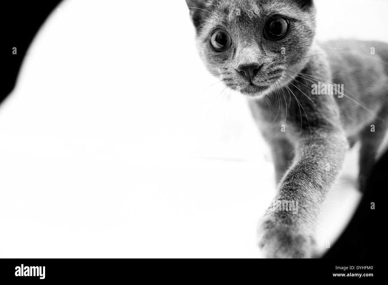 Un chat gris en fond blanc Banque D'Images