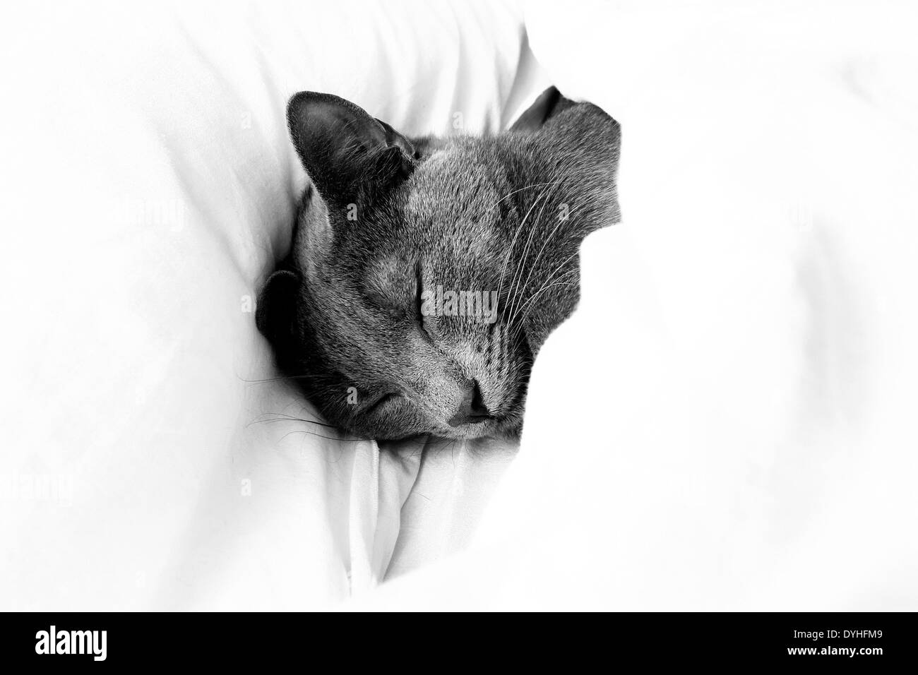 Un chat gris dormir dans un lit sous les draps Banque D'Images