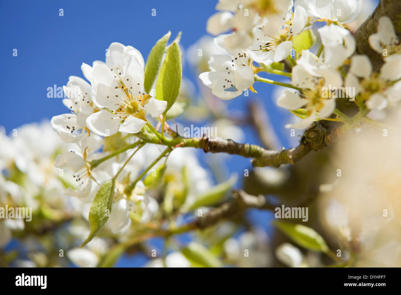 Pear Tree Blossom photographié contre un ciel bleu au printemps en Angleterre Banque D'Images