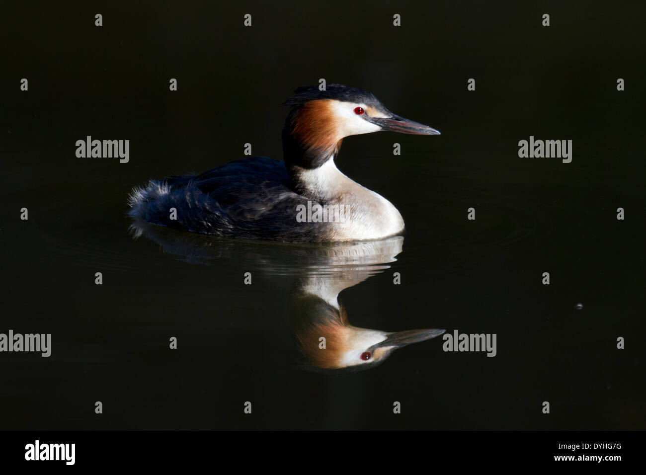 Grèbe huppé (Podiceps cristatus) sur le lac avec la réflexion Banque D'Images