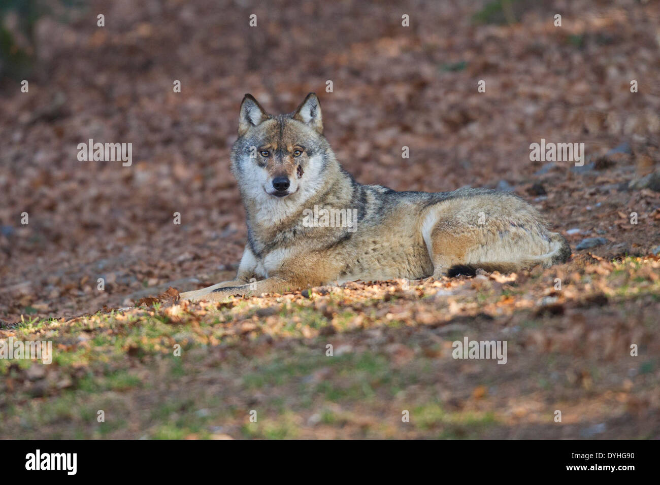 Le loup, Canis lupus Banque D'Images