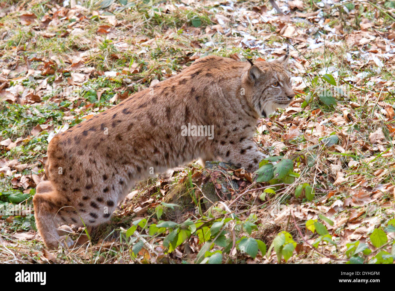 Le Lynx d'Eurasie, Lynx lynx Banque D'Images
