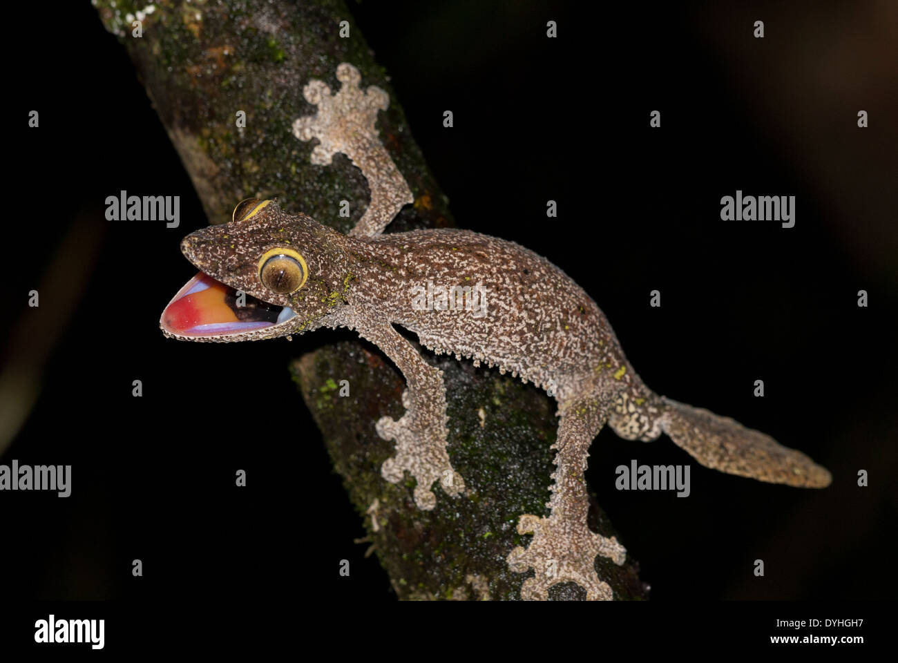 Gecko à queue de feuille moussus (Uroplatus sikorae), photographié de nuit. Affichage de la menace. Banque D'Images