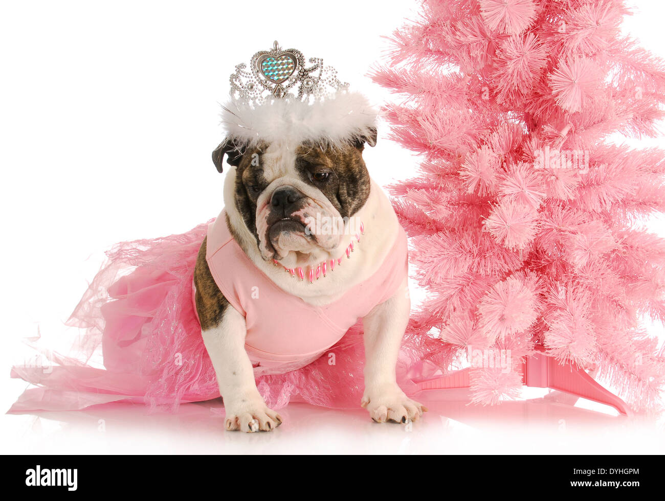 Chien gâté - Bulldog anglais habillé comme une princesse en rose avec Tiara sur fond blanc Banque D'Images