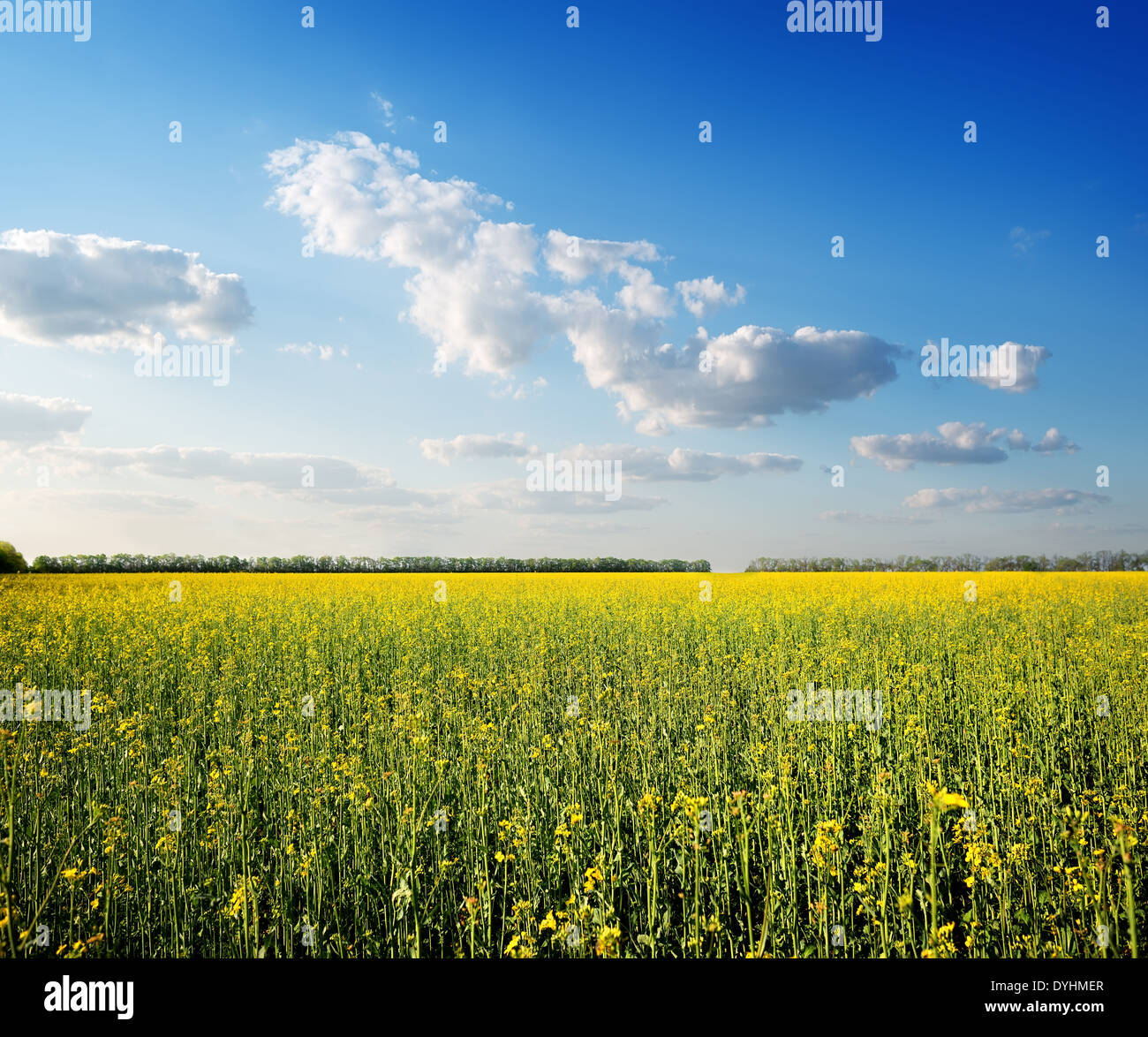 Domaine de fleurs jaune et bleu ciel Banque D'Images