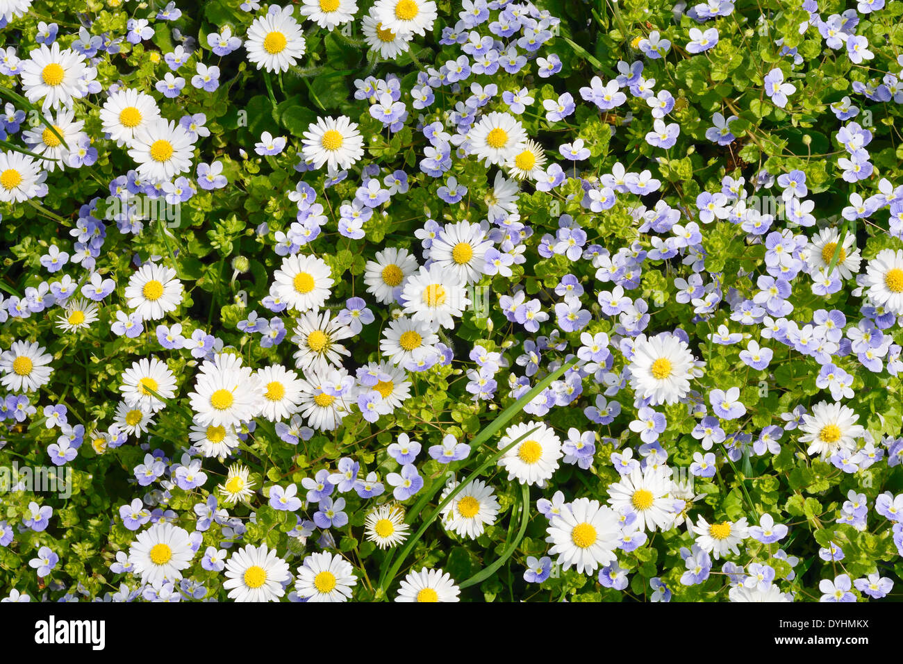 Prairie paisible avec des fleurs sauvages au printemps Banque D'Images