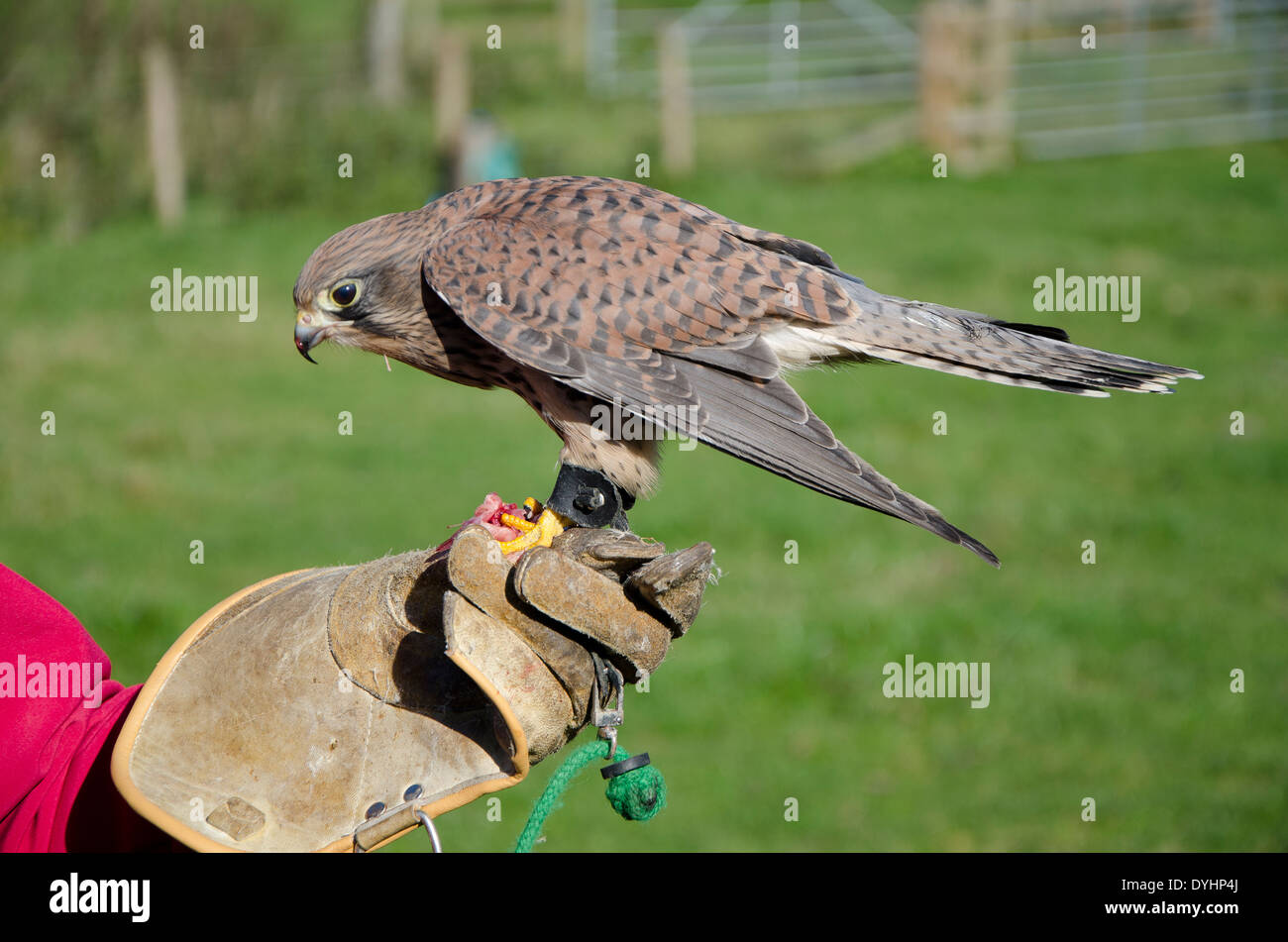 Faucon crécerelle lors d'une fauconnerie. Falco tinnunculus Banque D'Images