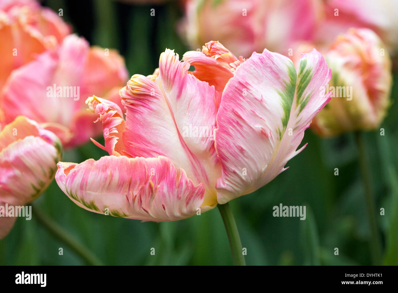 Tulipa 'Apricot Parrot' dans le jardin. Banque D'Images
