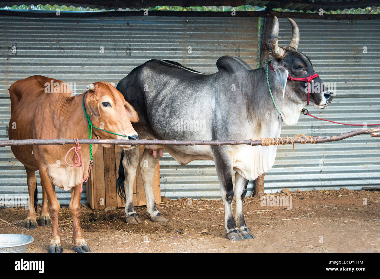 Les vaches indiennes attaché dans un hangar dans un village indien Banque D'Images