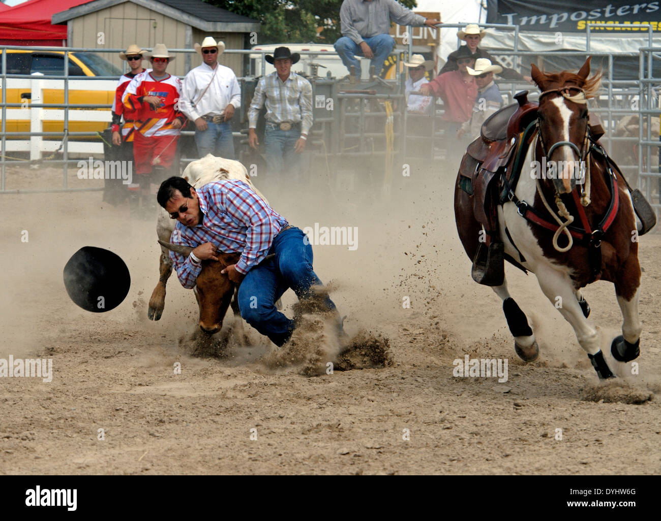 Rodeo, capture de veaux Banque D'Images