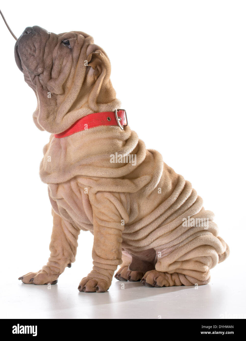 Formation de chien - Shar Pei chinois assis avec collier et laisse sur isolé sur fond blanc Banque D'Images