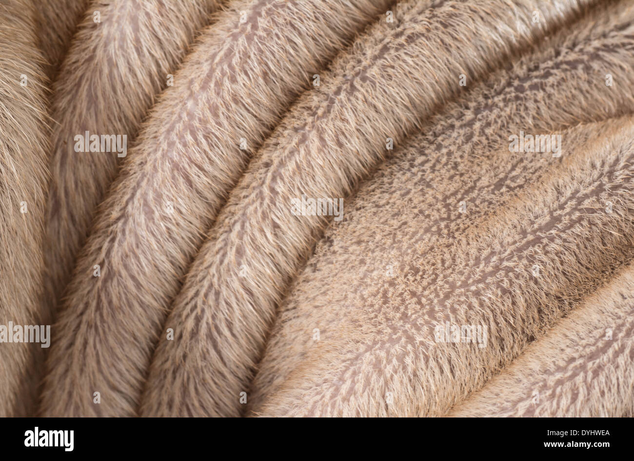 Texture de poil de chien Shar Pei chinois Banque D'Images