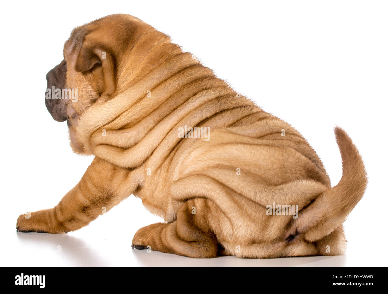 Chiot Shar Pei chinois isolé sur fond blanc - 4 mois Banque D'Images
