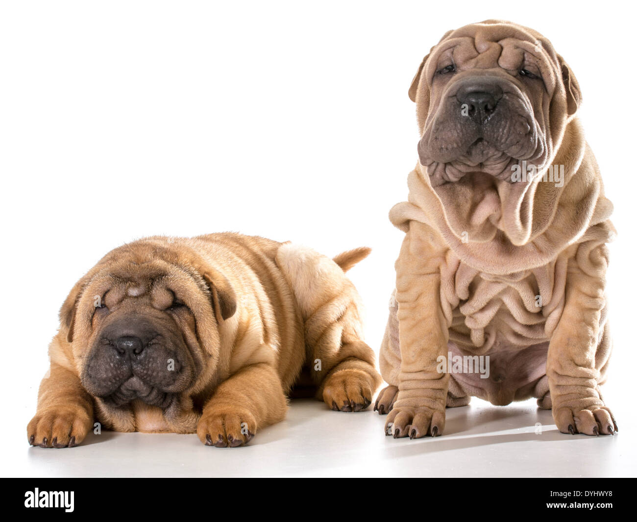 Deux chinois Shar Pei chiots isolé sur fond blanc - 4 mois Banque D'Images