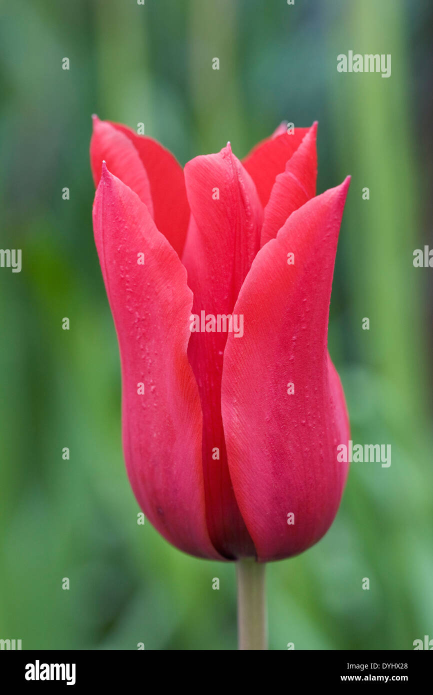 Tulipa 'Ballerina' rouge dans le jardin. Banque D'Images