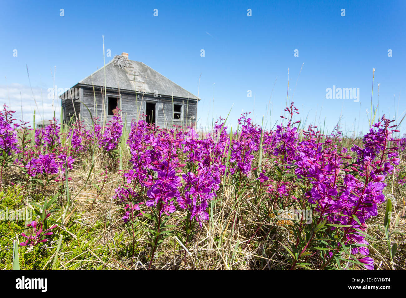 Le Canada, le Manitoba, l'Épilobe à fleurs dans la prairie entourant la baie d'Hudson abandonné à Egg Island Banque D'Images