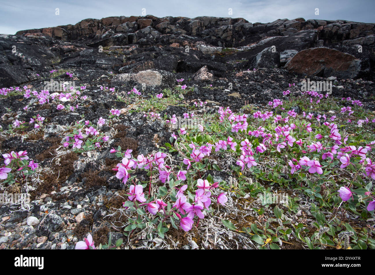 Canada Territoire du Nunavut Repulse Bay épilobe glanduleux (Chamerion latifolium) se développe entre les roches des îles le long de la toundra Banque D'Images