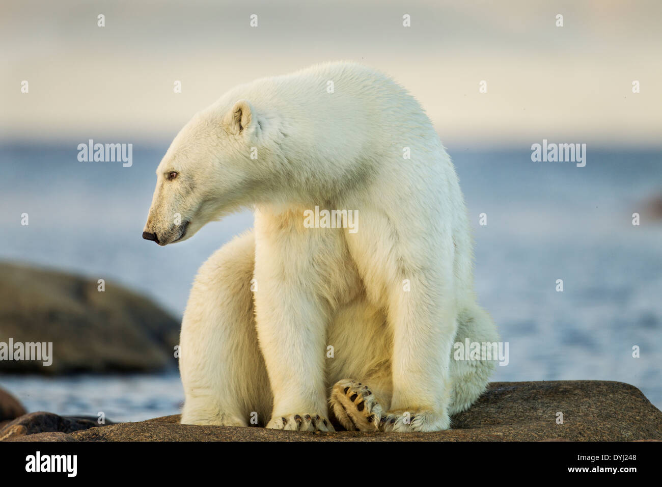 Le Canada, le Manitoba, l'ours polaire (Ursus maritimus) assis sur le rivage rocheux à Hubbart Point le long de la Baie d'Hudson sur soirée d'été Banque D'Images