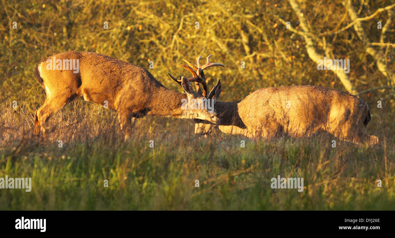 Une paire de cerfs mâles se battant avec cornes verrouillé. Banque D'Images