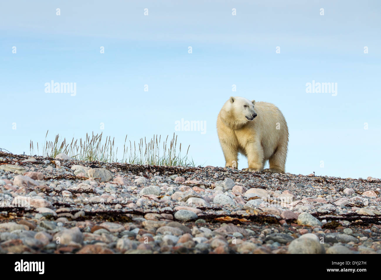 Le Canada, le territoire du Nunavut, Arviat, l'ours polaire (Ursus maritimus) marche sur le long des rives rocheuses de l'île sentinelle sur la baie d'Hudson Banque D'Images