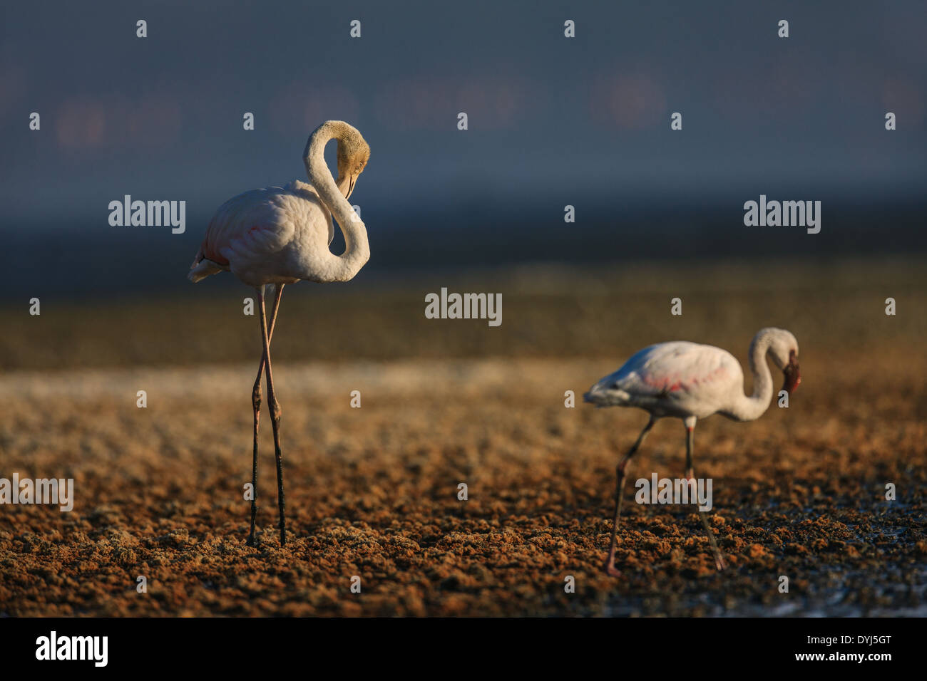 Flamant rose (Phoenicopterus roseus) au lac Nakuru Banque D'Images