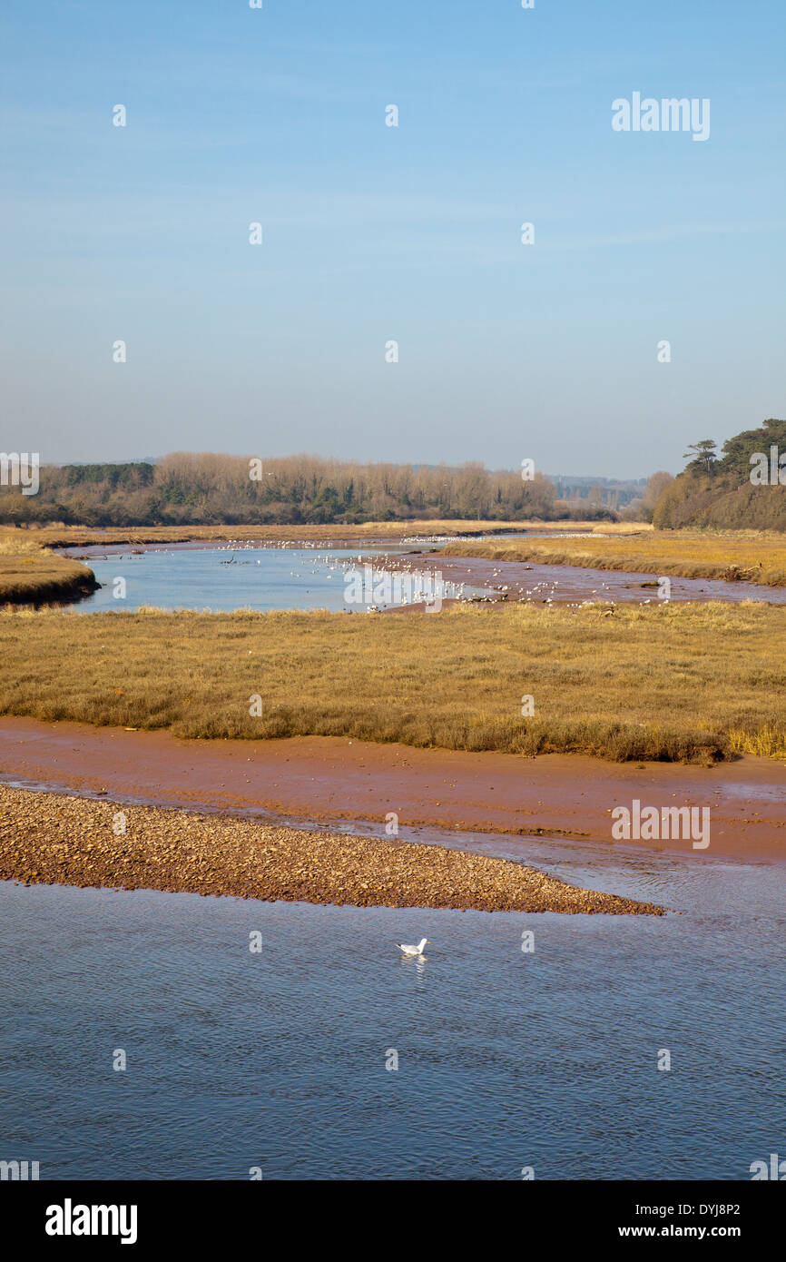 D'échassiers sur les rives de la loutre de rivière et la réserve naturelle de l'estuaire de la loutre à Budleigh Salterton, Devon, England, UK Banque D'Images