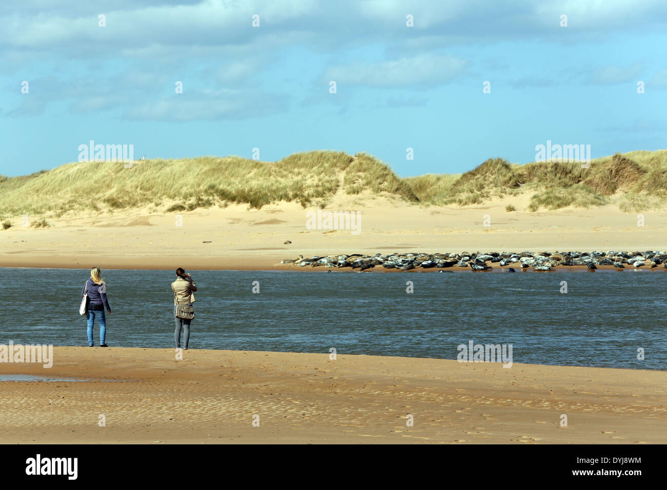 Les gens qui regardent les phoques sur la plage au village de Newburgh, Aberdeenshire, Scotland, UK Banque D'Images