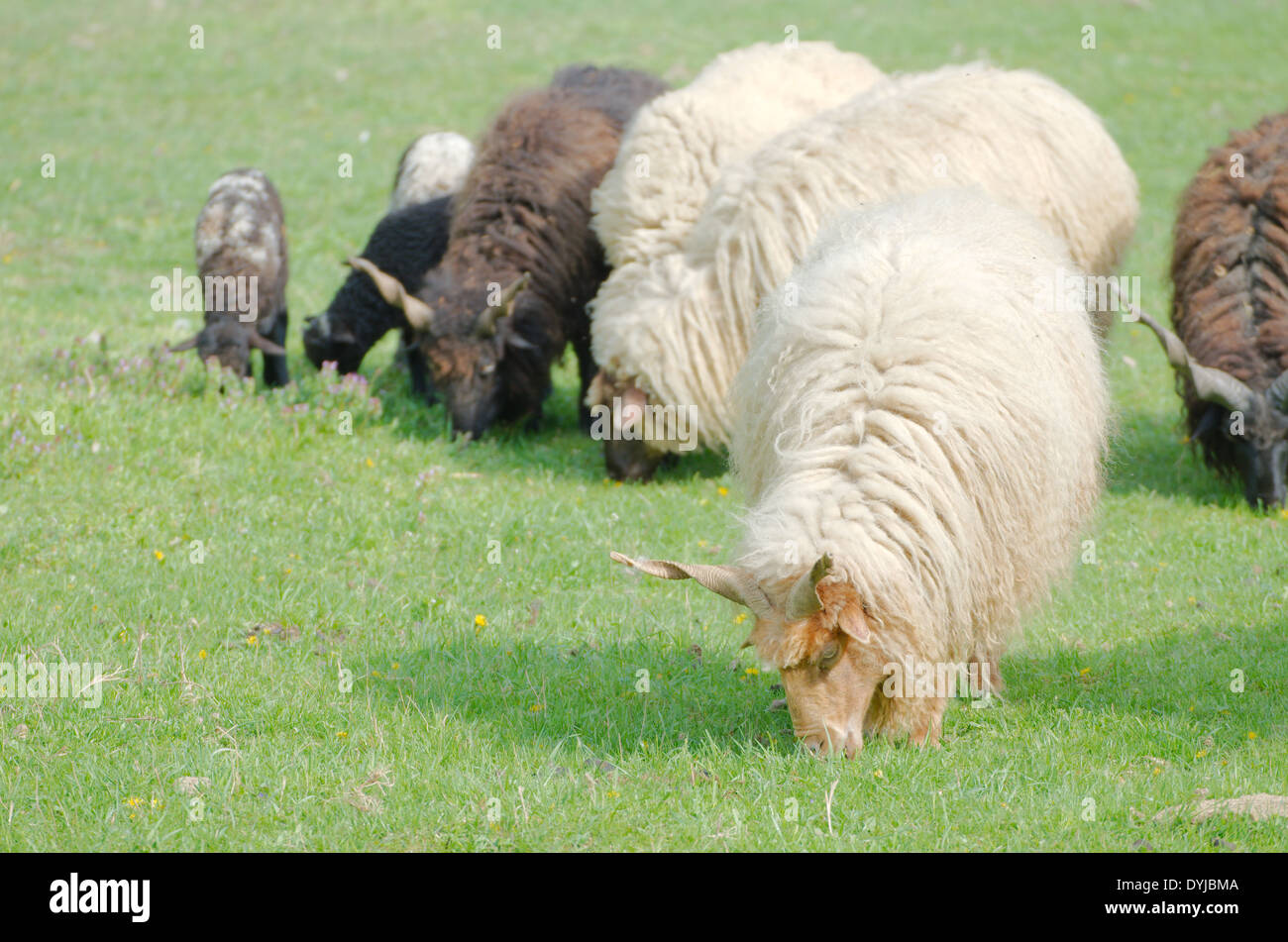 Moutons Racka hongrois menant le pâturage dans un champ vert Banque D'Images