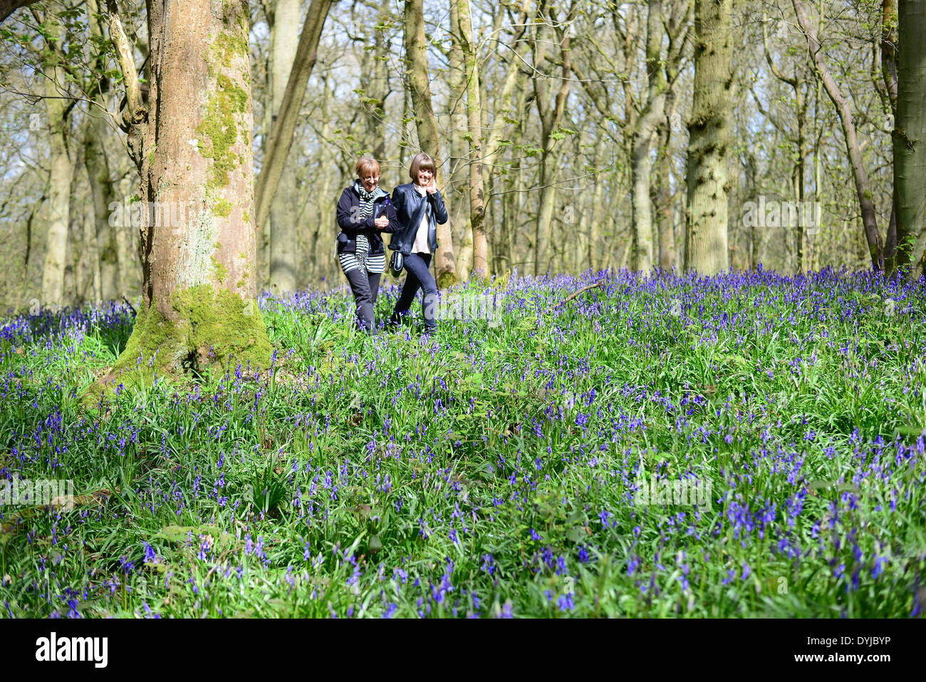 Badby, Northamptonshire, Angleterre. 19 avril 2014. Deux personnes marcher parmi les jacinthes des bois, à Badby Badby, Northamptonshire, Angleterre. Crédit : Jamie Gray/Alamy Live News Banque D'Images