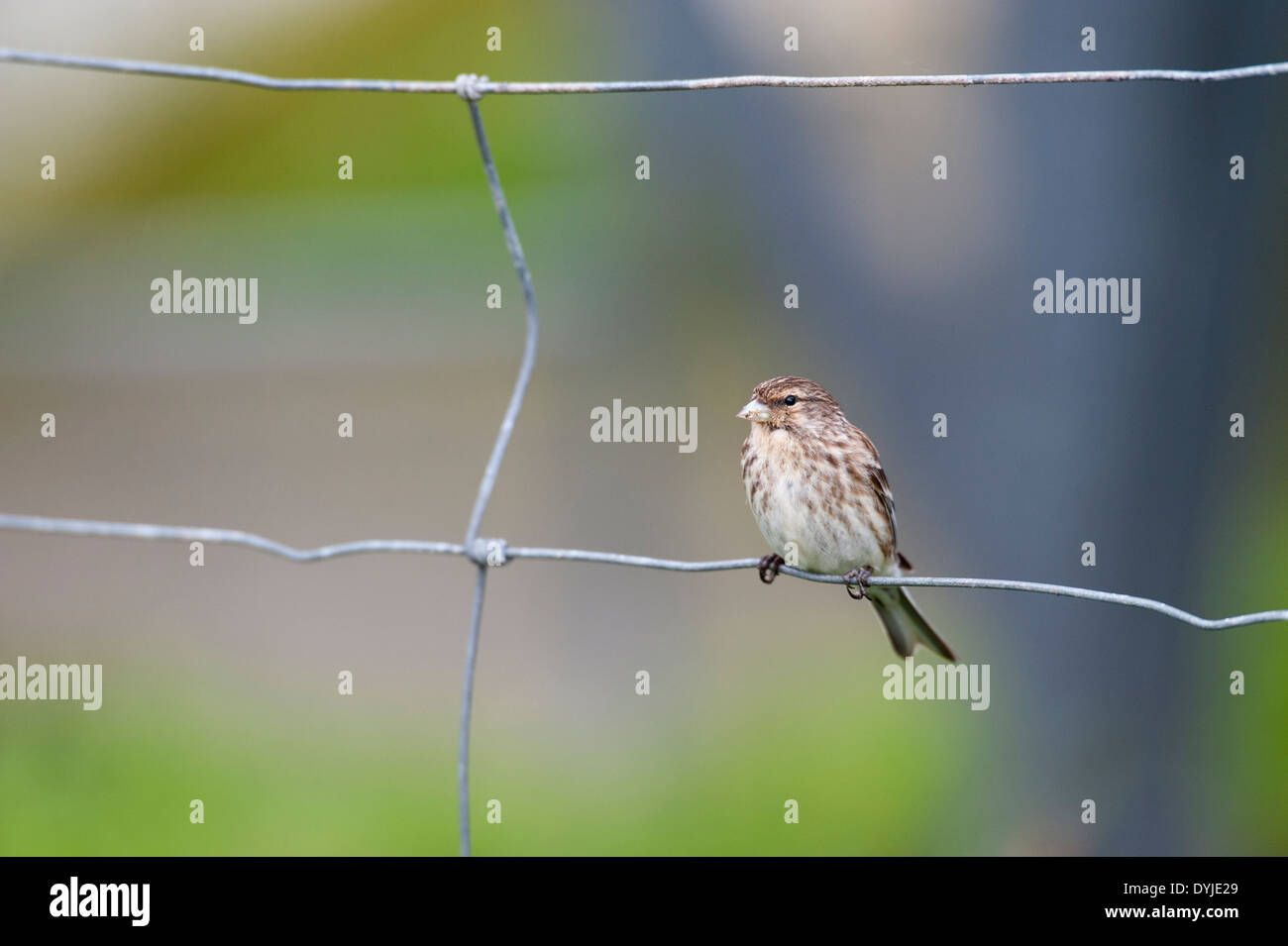 (Carduelis flavirostris Twite) - UK Banque D'Images