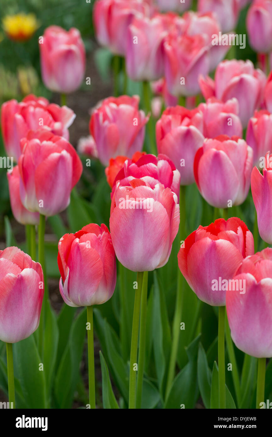 Tulipa. Fleurs « Red Pride » de Darwin Tulip Banque D'Images