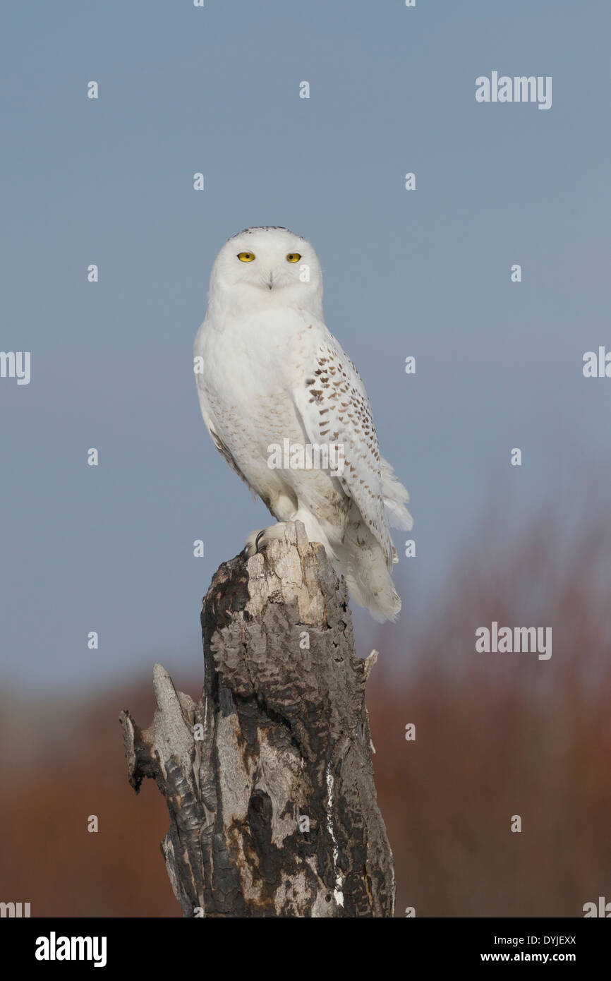 Le harfang des neiges (Bubo scandiacus) Banque D'Images